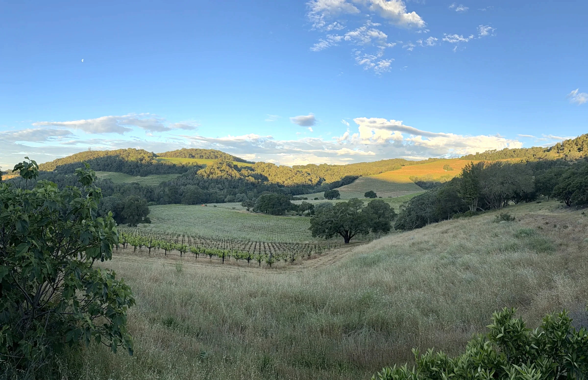 The valley from the estate at dusk, a moon rising over the vineyard