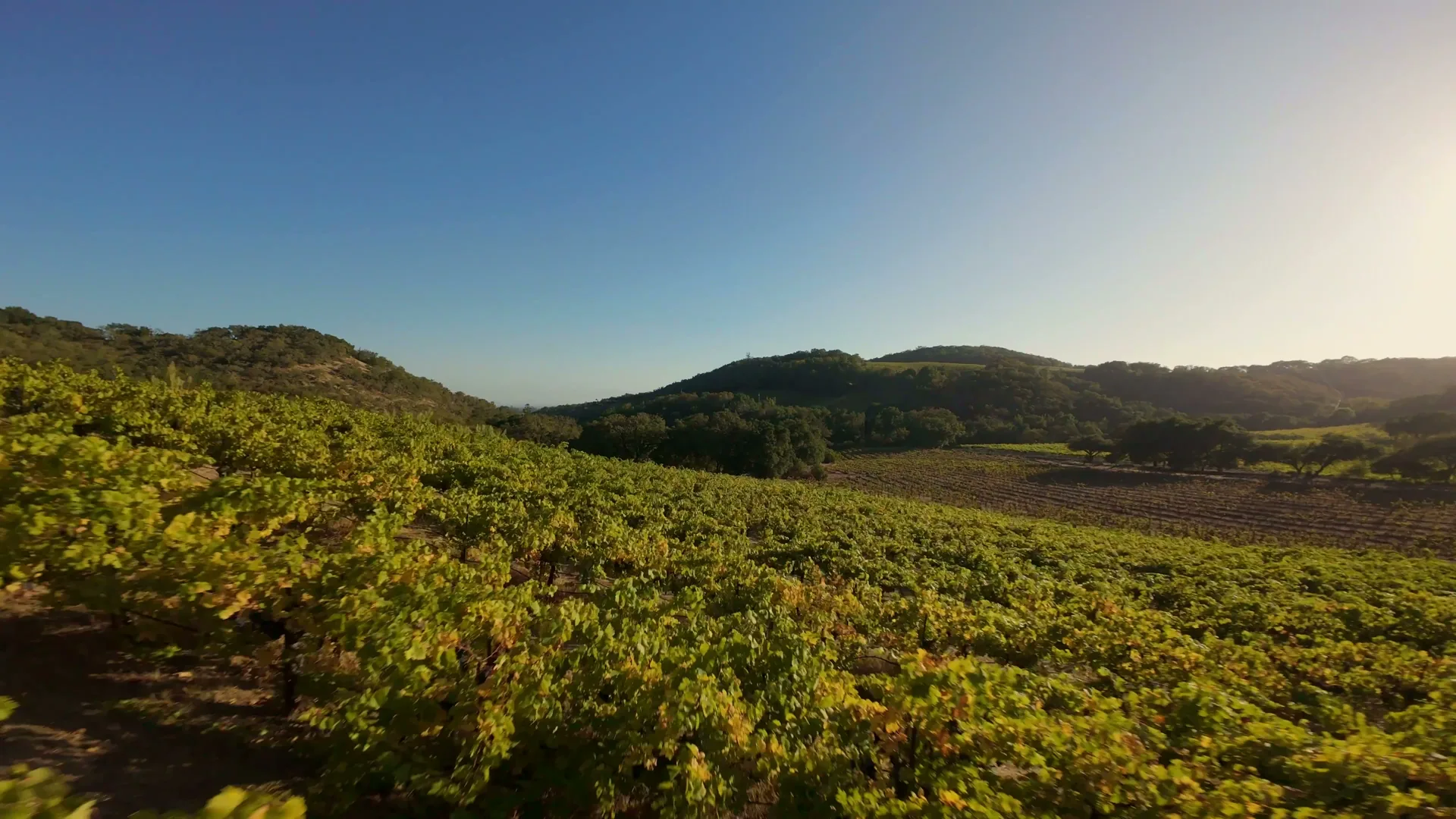 The vineyard hillside and the valley beyond
